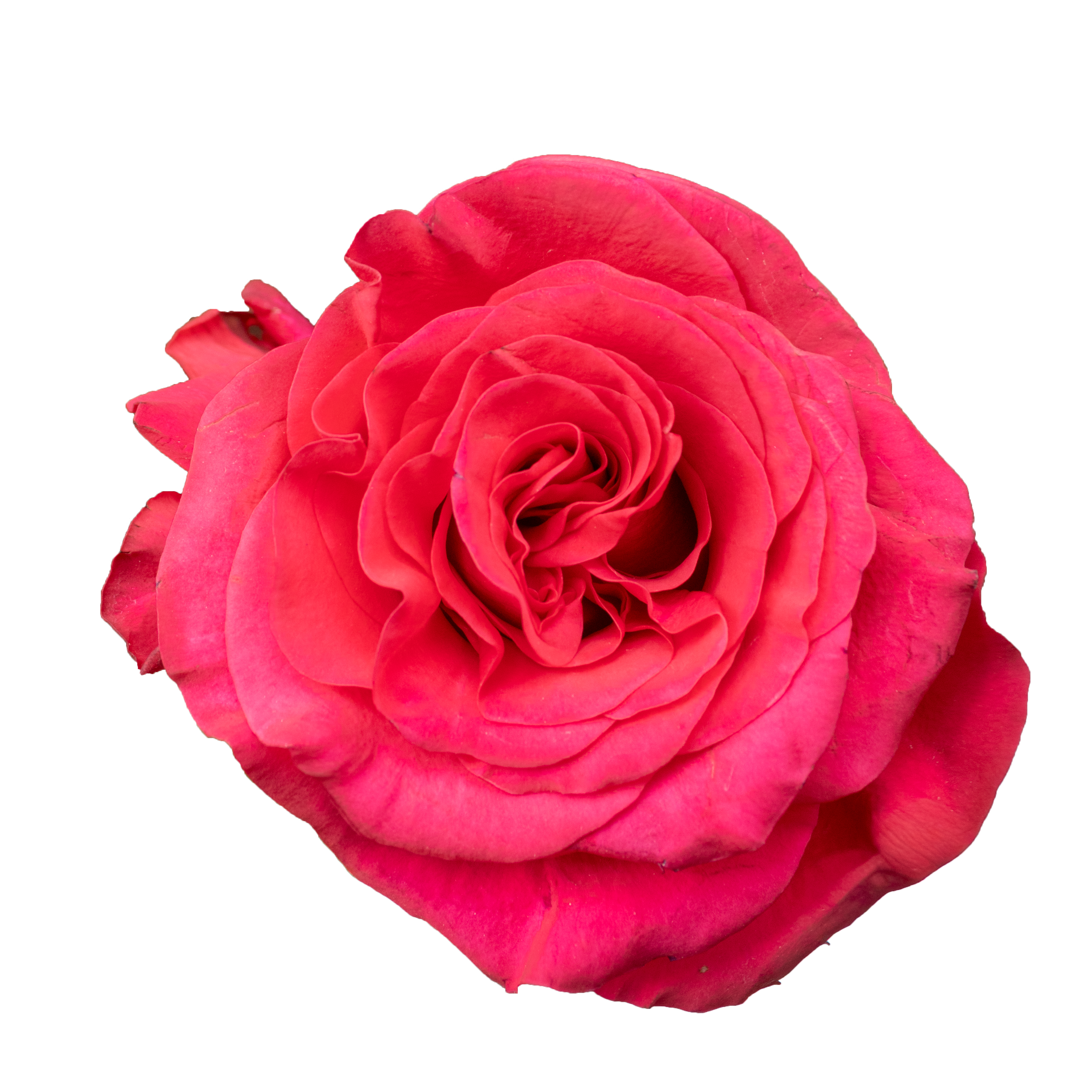 Exotix berry