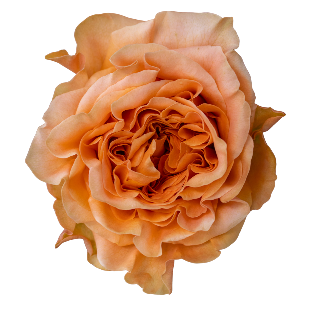 Exotix Orange