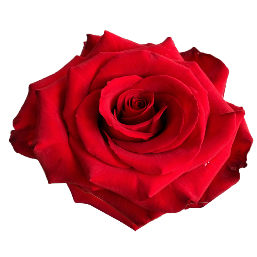 Redvolution