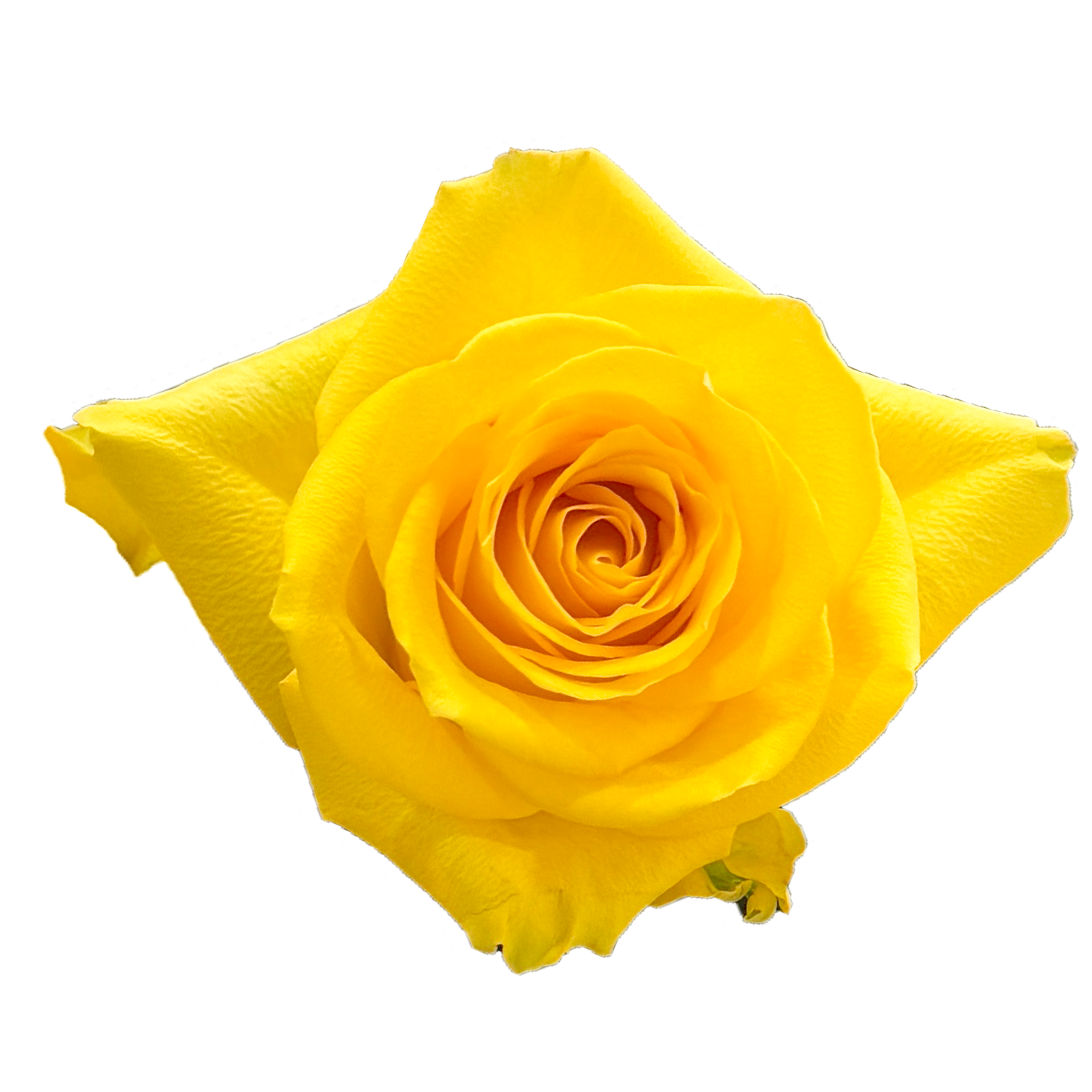 Yellow Summer