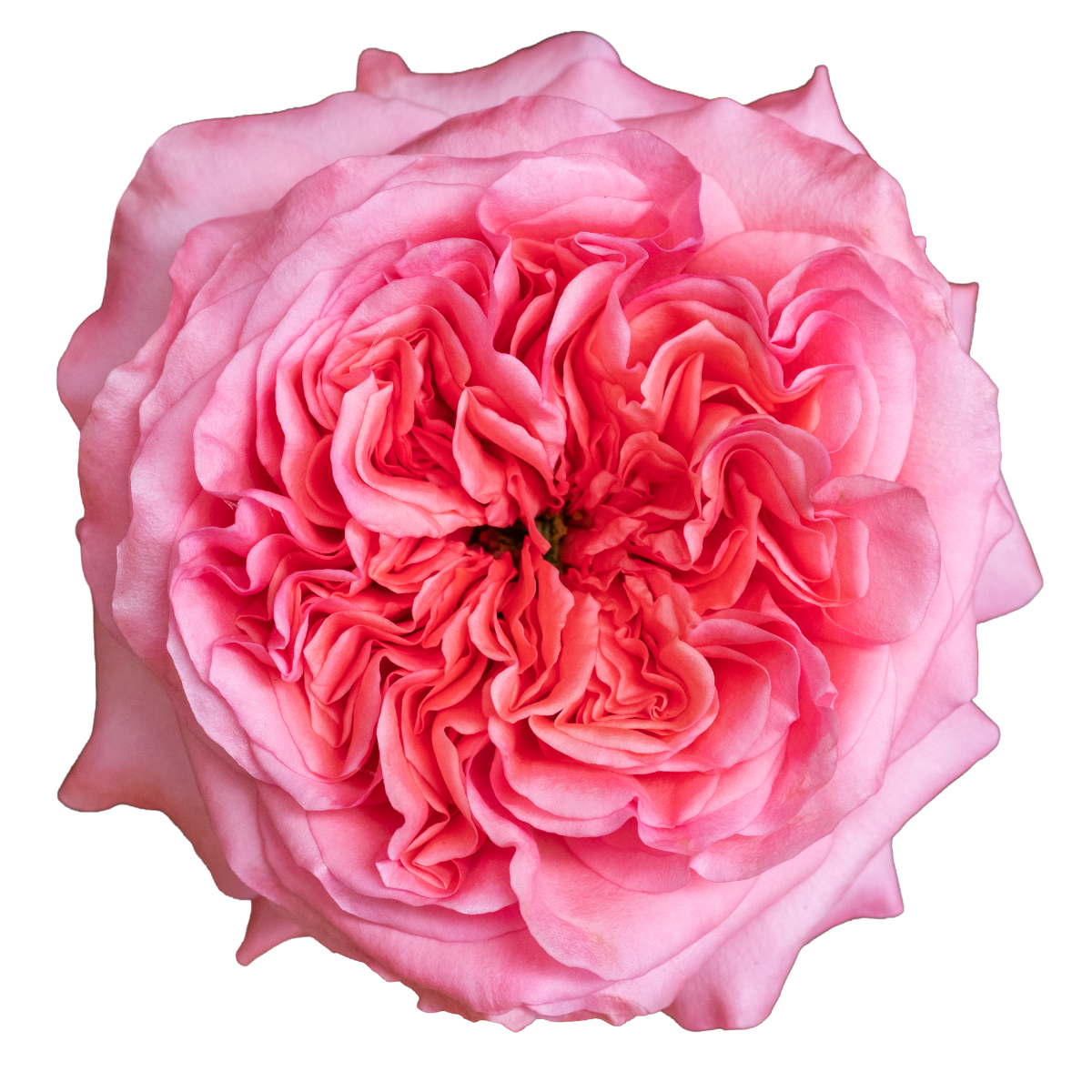 Pink X-pression