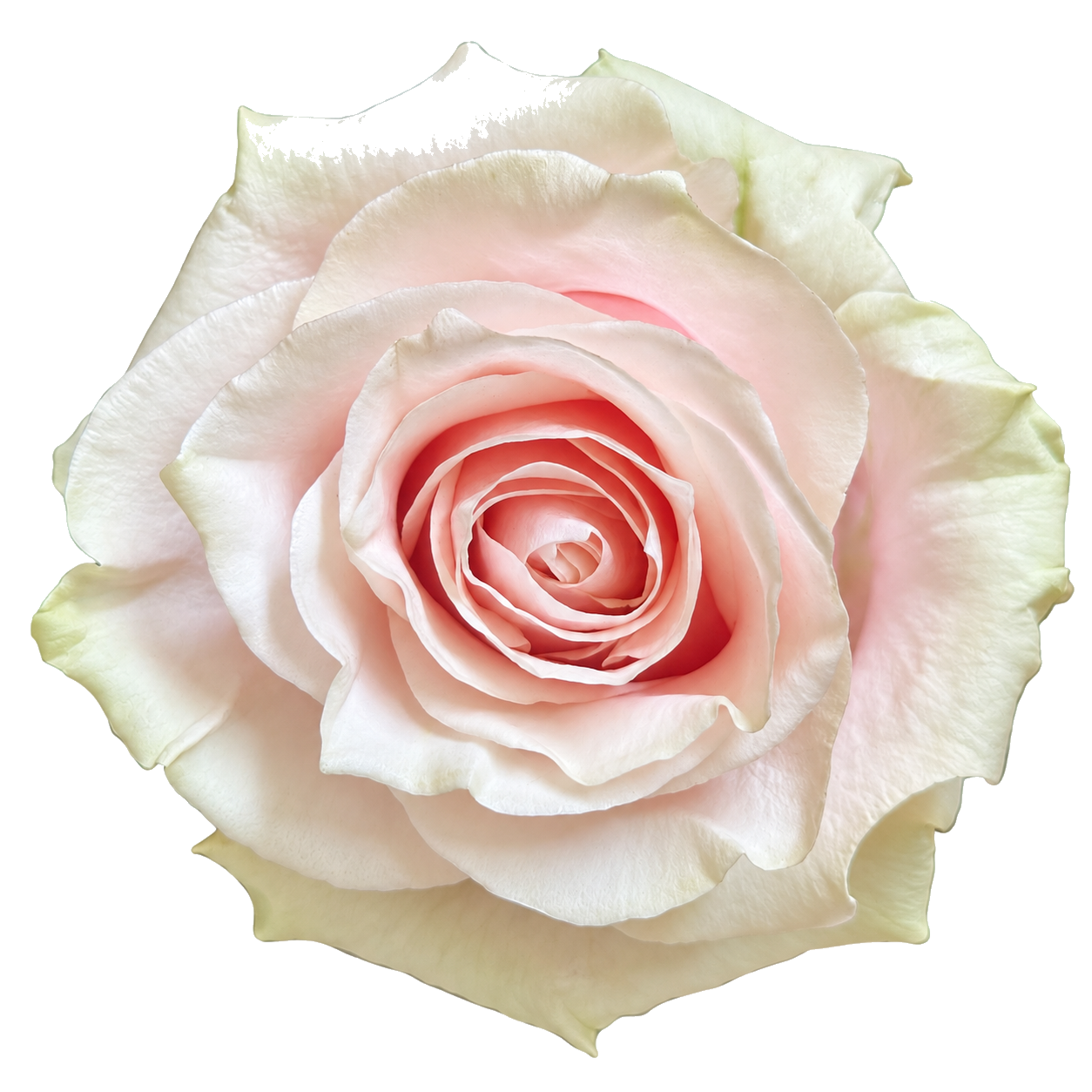 Pink Mondial