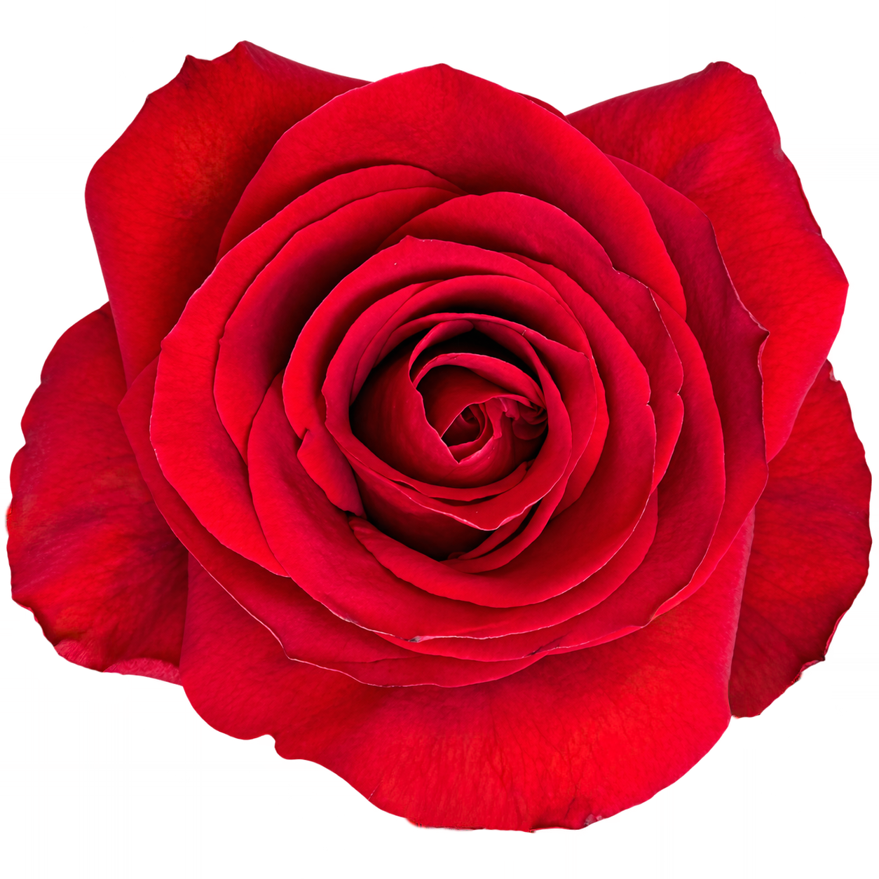 Redvolution