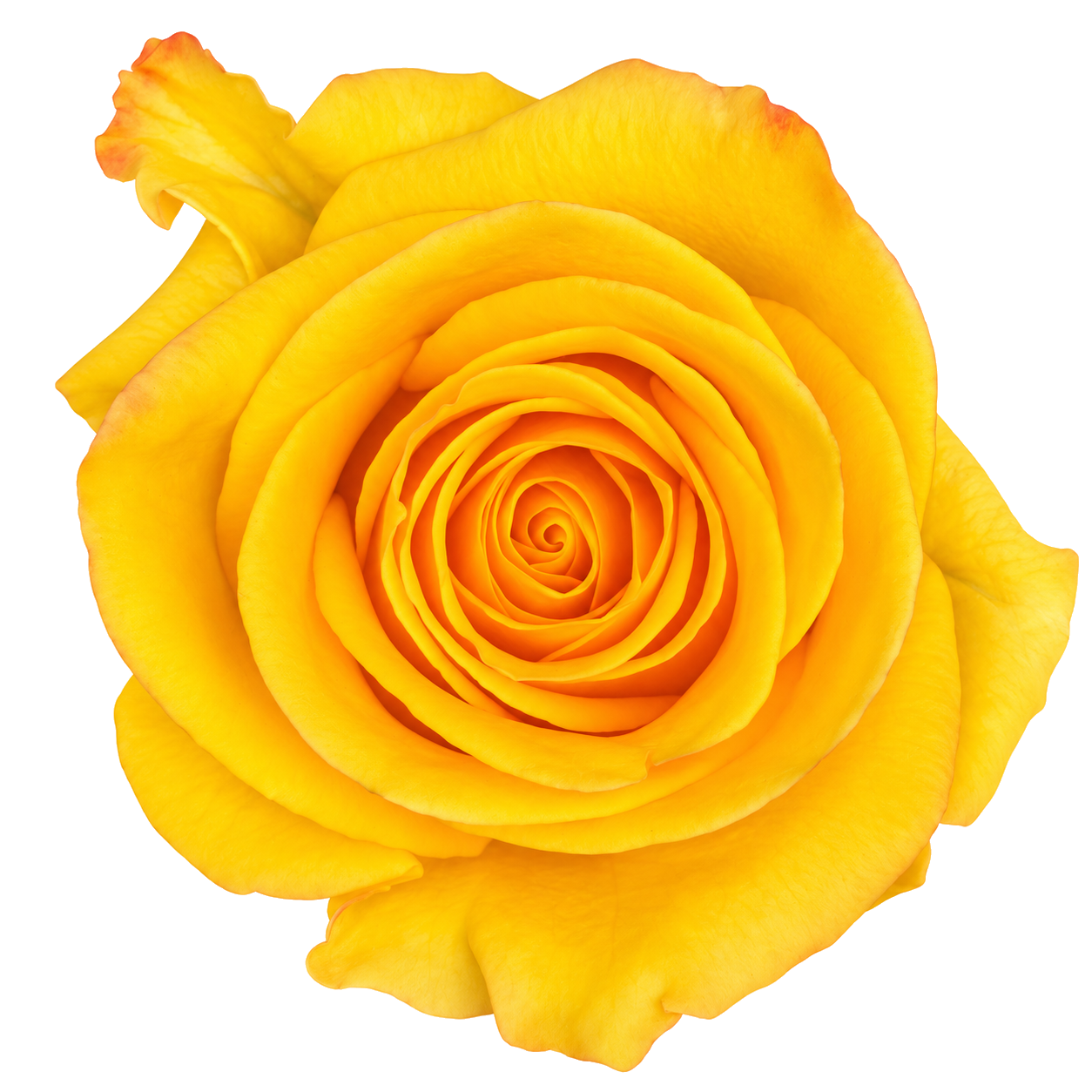 Yellow Summer