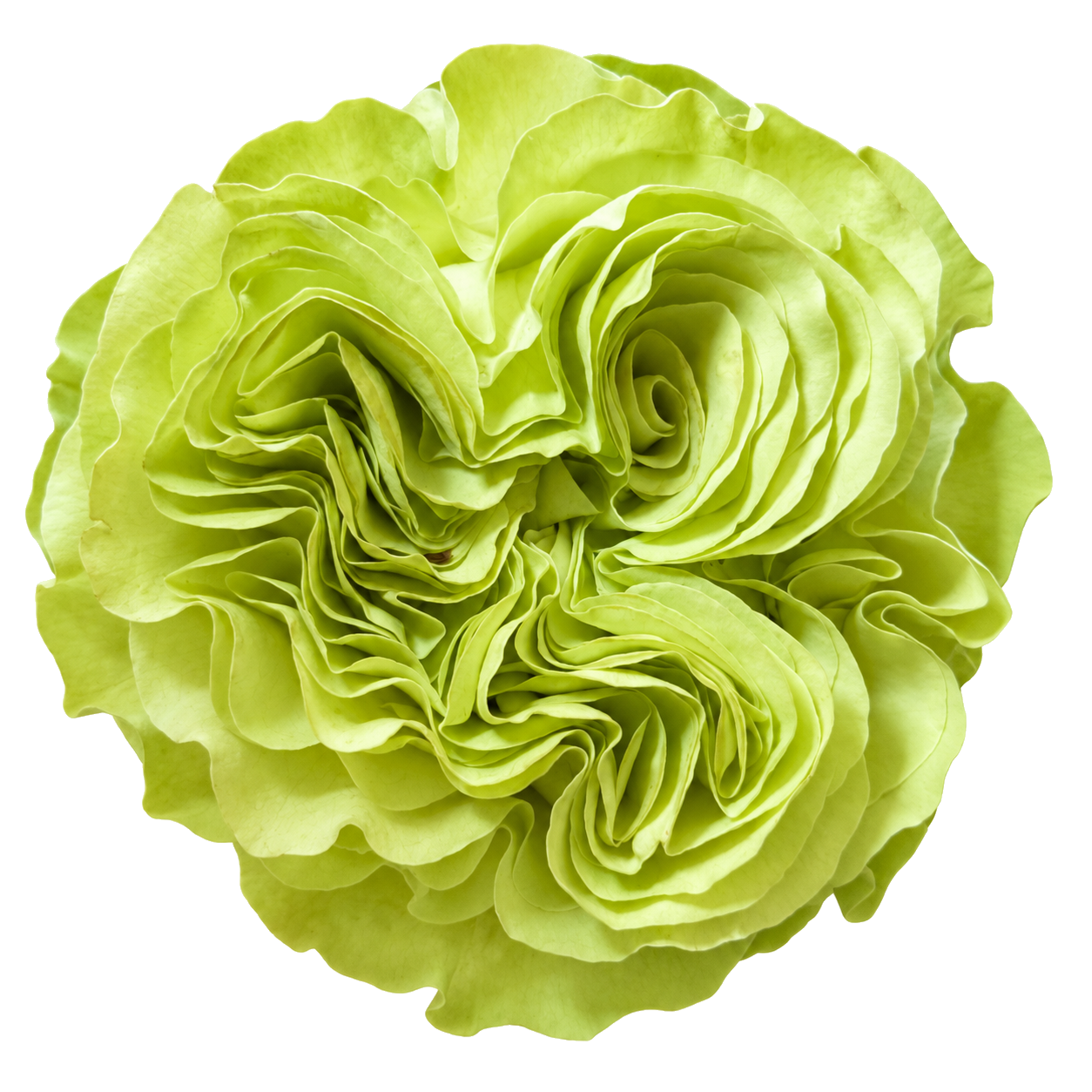 Exotix Mint